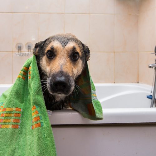 Cute dog standing in bathtub waiting to be washed, looking at camera